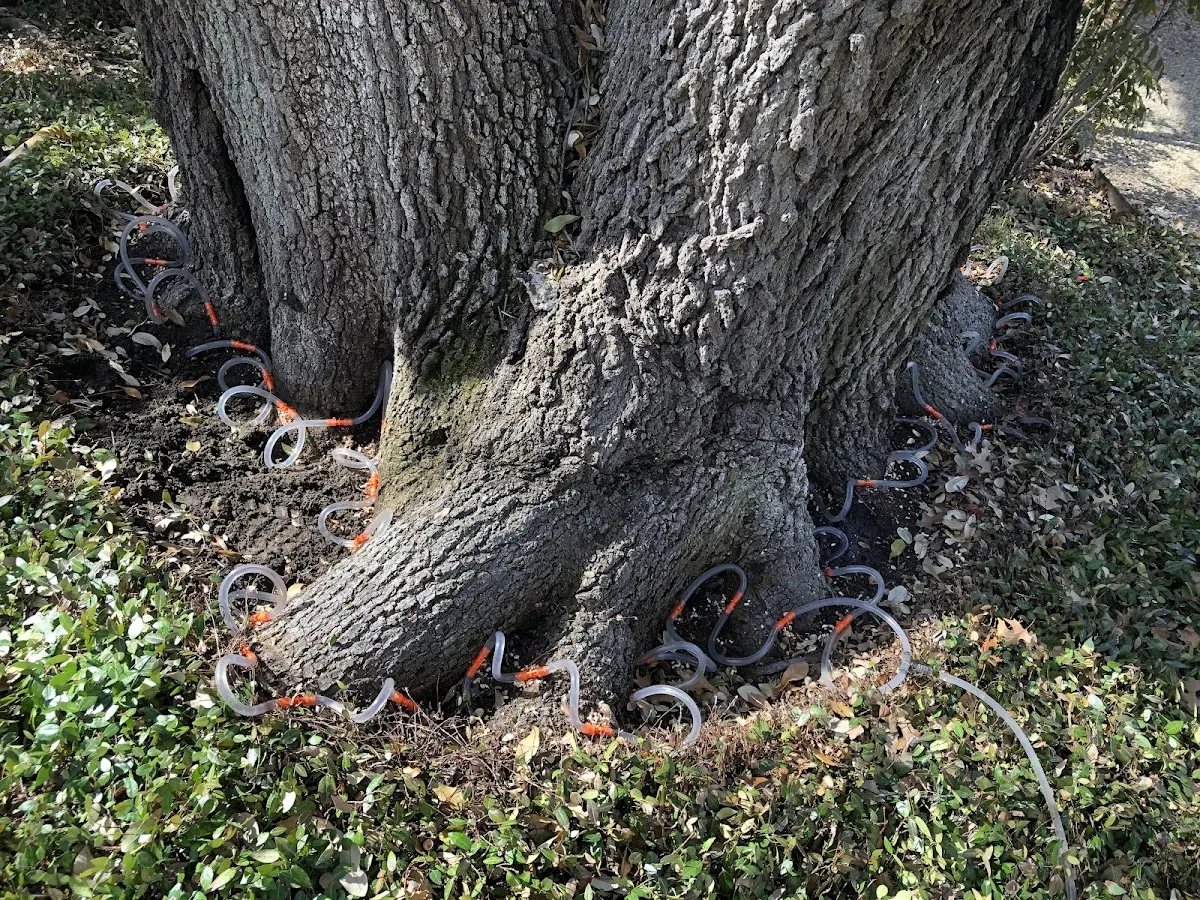 Detailed Tree Cabling and Bracing job site in Saint Paul Island