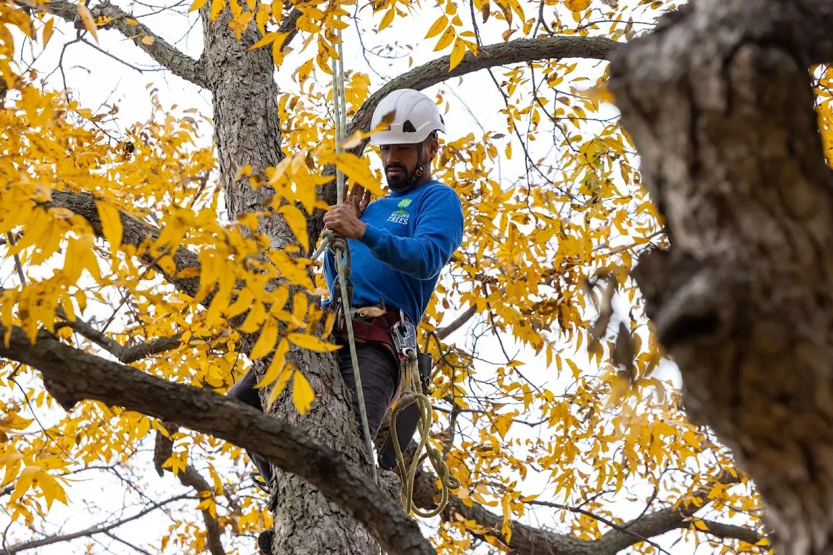 Skilled Tree Pruning crew working in Saint Paul Island