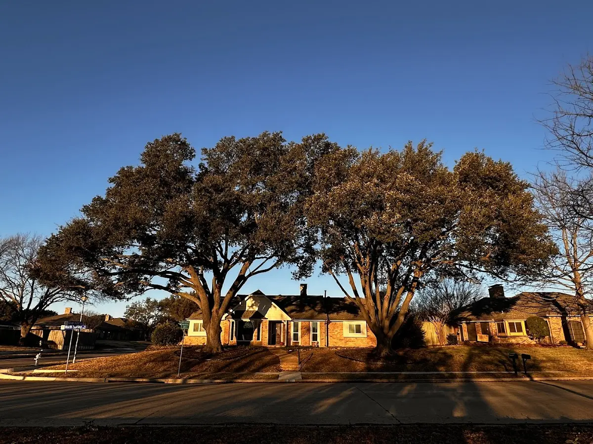 Established residential canopy tree shading a home in Saint Paul Island